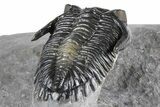 Multi-Toned Hollardops Trilobite With Gerastos #381560-4